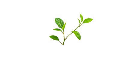 Fototapeta premium Single vibrant green plant, isolated on pure white, lush, sprout