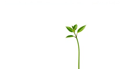 Single vibrant green plant, isolated on pure white, picture, nature