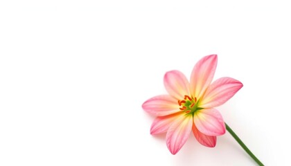 Fototapeta premium A single, vibrant flower, petals perfectly formed, set against a pure white backdrop, bloom, floral design