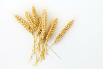 Barley wheat.