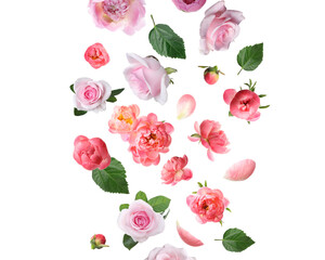 Beautiful flowers and green leaves falling on white background