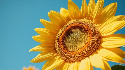 Fototapeta premium A vibrant sunflower blooms against a clear blue sky, showcasing its golden petals and intricate seed pattern.