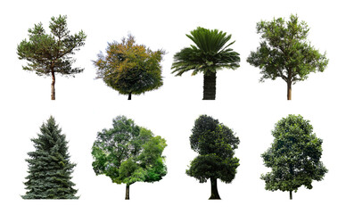 Fototapeta premium Set of different trees isolated on white