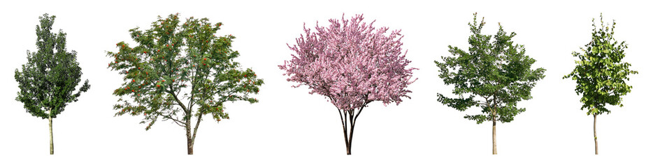 Set of different trees isolated on white