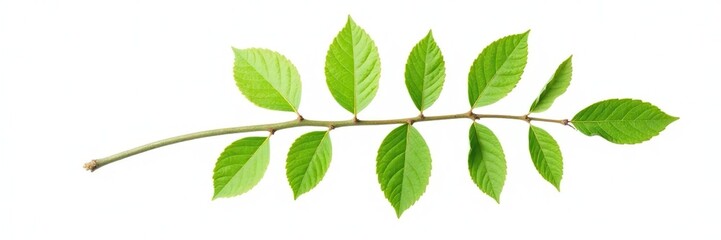 Fototapeta premium Single branch isolated on white background with leaves and stem visible, leafy, single, nature