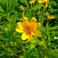 A yellow flower.