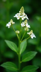 Valerianella plant with delicate white flowers blooming in a garden bed, botanical, flower