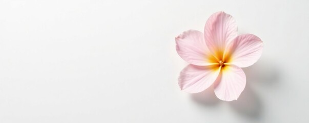 Fototapeta premium A delicate flower against a plain white background with subtle shadows, light, small