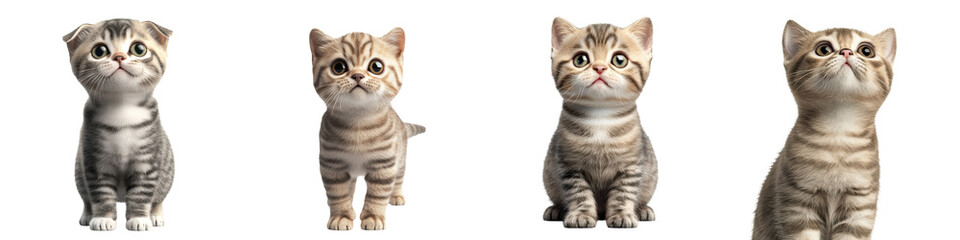 Obraz premium Four adorable and fluffy kittens of various tabby cat breeds posing playfully in a studio setting for a pet adoption or veterinary clinic promotion