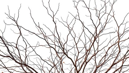 Bare, twisted branches against a pure white backdrop, wood, nature