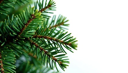 Foliage of a pine tree isolated on white background, wood, pine needles