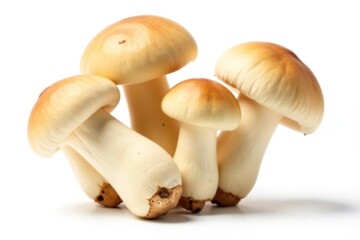 Fototapeta premium Fresh straw mushroom buds isolated on white background, fungus, background