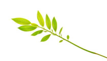 Fototapeta premium Single vibrant green plant, isolated on pure white, image, illustration