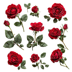 The image is of various red roses with green leaves.