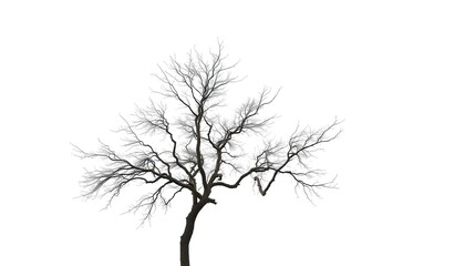 Lone deciduous tree, stark branches against pure white,  natural, branches