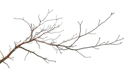 Intricate bare branches isolated against pure white backdrop, delicate, fragile