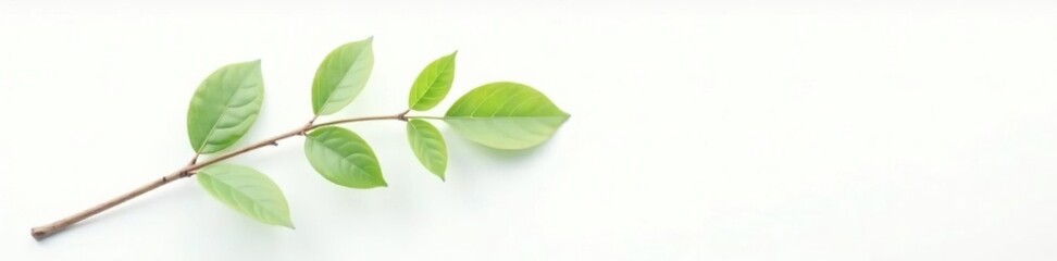 A branch on a white background with subtle gradient, isolated object, natural, solitary