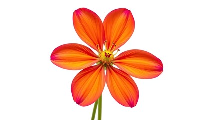 A single vibrant flower, petals fully open, isolated against a pure white backdrop, white background, isolated