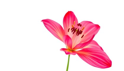 Fototapeta premium A single vibrant bloom, petals unfurled, set against a pure white backdrop, botany, white background