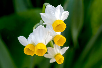 Narcissus canaliculatus: close-up of dwarf daffodil yellow and white flowers on a green background
