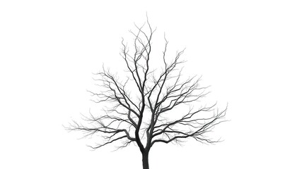 Lone tree, stark branches against bright white backdrop, element, minimalist