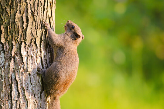 Close-up of a cute squirrel climbing a tree