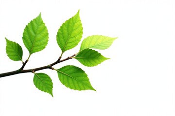 Obraz premium A branch with a few leaves isolated on white background, green, tree branches