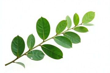 Fototapeta premium Foliage isolated on white background green eucalyptus branch, green, foliage, nature