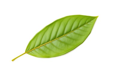 Obraz premium Single leaf, isolated on pure white background, image, single