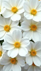 Obraz premium White petals with golden centers in a flower arrangement, white, arrangement, floral