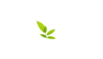 Single vibrant green plant, isolated on pure white background, background, detail