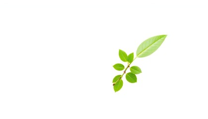 Single vibrant green plant, isolated on pure white backdrop, detail, fresh