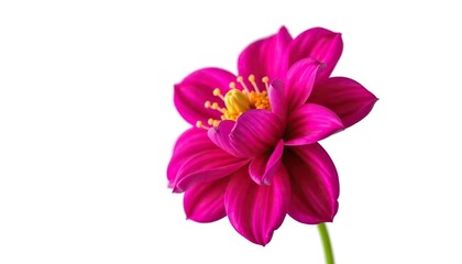 Obraz premium A single vibrant bloom, petals unfurled, set against a pure white backdrop, flower, blossom