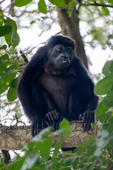 Howler monkey on a tree branch in tropical forest.