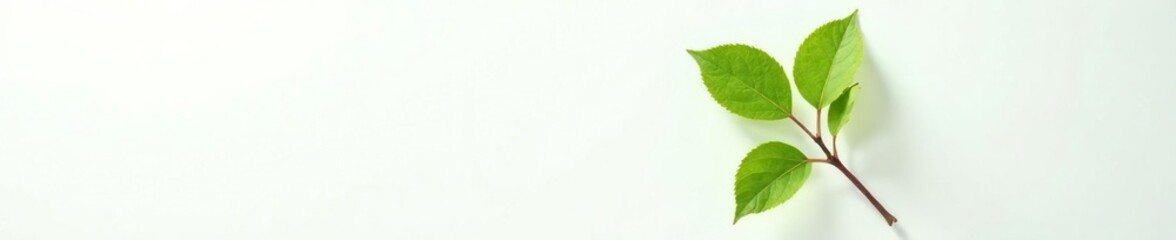 Fototapeta premium Leafy branch with single leaf on white background, texture, botanical