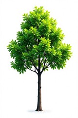 Fototapeta premium Single branch of tree isolated on white background, foliage, nature