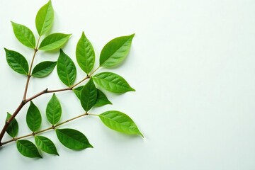 Fototapeta premium Leafy branches stretched out on white surface, botanical, plant life