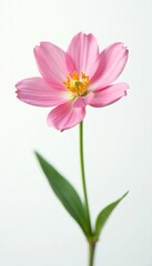 Obraz premium A delicate flower in focus on white background, isolated, details