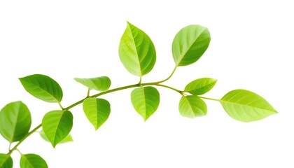 Single vibrant green plant, isolated on pure white, mockup, design element