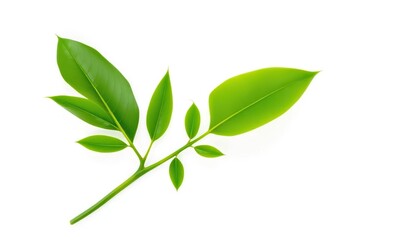 Single vibrant green plant, isolated on pure white backdrop,  stock photo,  single plant