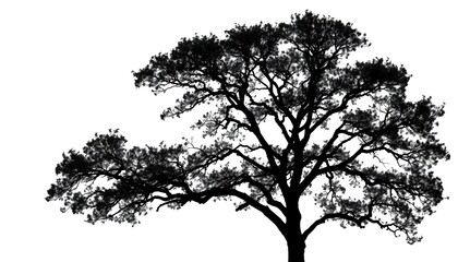 Single, majestic tree silhouetted against pure white, scenic, wood