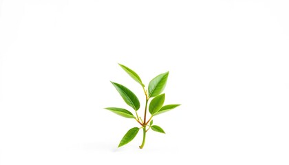 Obraz premium Single vibrant green plant, isolated on pure white backdrop, background, greenery