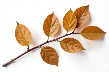 Fototapeta premium Brown wooden branch isolated on white background with texture, natural, brown