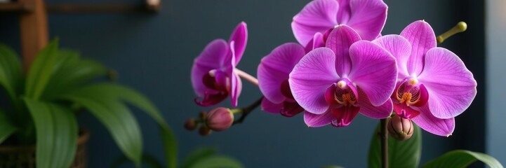 Obraz premium Large Purple Phalaenopsis Orchid Arrangement in Planter, orchid, flower