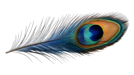 Peacock Feather Displays Iridescent Colors Isolated on White Background