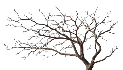 Bare, gnarled branches isolated against a pure white backdrop, pattern, silhouette