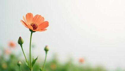 Obraz premium A solitary flower against a clean white background with subtle gradient, field, leaves
