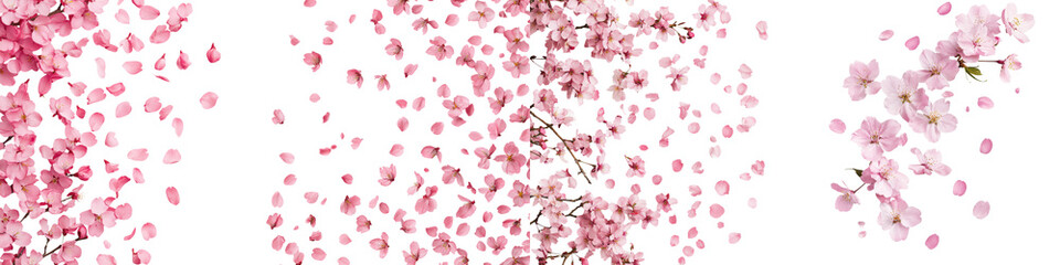 Dreamy and romantic scene of delicate soft pink cherry blossom sakura flowers in full bloom with a hazy ethereal background  The beautiful blossoming branches and petals create a lush vibrant