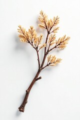 A solitary branch on a white background with intricate details and texture, wooden, tree branch, minimalist