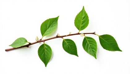Fototapeta premium Leafy branch with curled twigs isolated on white background, wood, plant